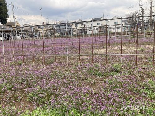 クリスマスローズマルシェ出店 vol.700 2026/03/19発行